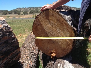 Measuring up the log for slabbing